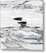 Spotted Seal Family #1 Metal Print