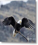 Spread Your Wings #5 Metal Print