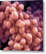 Staphylococcus Bacteria #1 Metal Print