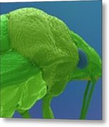 Stink Bug Head #1 Metal Print