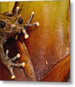 Strawberry Tree Frog Ecuador #1 Metal Print