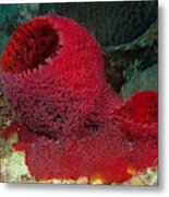 Strawberry Vase Sponge #1 Metal Print