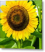 Sunflower  #3 Metal Print