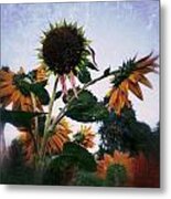 Sunflowers #1 Metal Print
