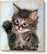 Sweet Kitten #1 Metal Print