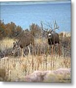 The Rut Metal Print