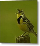 The Meadowlark Sings #2 Metal Print