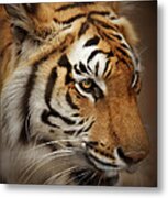 Tiger #1 Metal Print