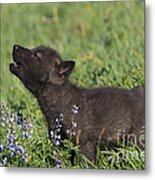 Timber Wolf Cub, Canis Lupus #1 Metal Print