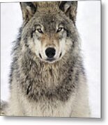 Timber Wolf Portrait Metal Print