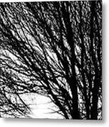 Tree Branches And Light Black And White Metal Print
