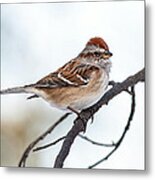 Tree Sparrow Ii #1 Metal Print