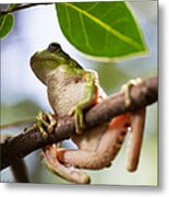 Tropical Tree Frog #1 Metal Print