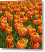 Tulip Flower Garden Japan #1 Metal Print