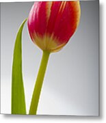 Tulip #1 Metal Print