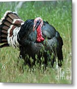 908p Wild Tom Turkey Metal Print