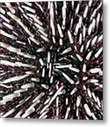 Urchin Spines #1 Metal Print