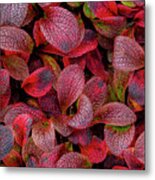 Usa, Alaska Alpine Bearberry Leaves #1 Metal Print