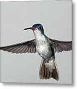 Violet-crowned Hummingbird #1 Metal Print