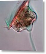 Voticella Protozoan #1 Metal Print