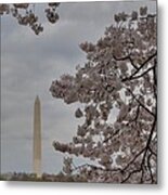 Washington Monument - Cherry Blossoms - Washington Dc - 011315 #1 Metal Print