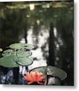 Water Lilies #1 Metal Print