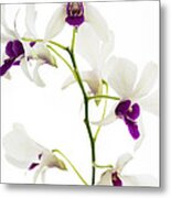 White Orchids #1 Metal Print