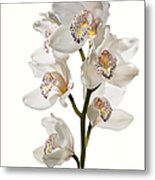 White Orchids #1 Metal Print