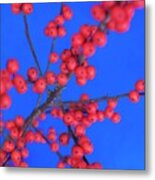 Winterberry (ilex Verticillata) #1 Metal Print