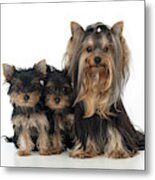 Yorkshire Terrier With Puppies #1 Metal Print