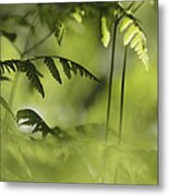 Young Fern Leaves #1 Metal Print
