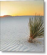 Yucca Plant At White Sands #1 Metal Print