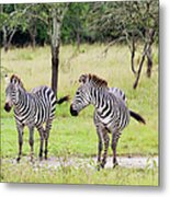 Zebra At Lake Mburo National Park #1 Metal Print
