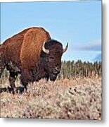 Bison #10 Metal Print