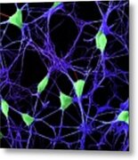 Cortical Neurons Metal Print