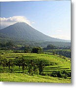 Indonesia, Bali, Rice Fields And #11 Metal Print