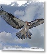 Osprey Flight #11 Metal Print