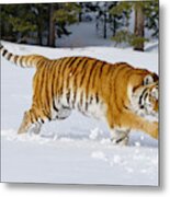 Siberian Tiger #11 Metal Print