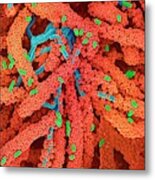 Streptococcus Bacteria #11 Metal Print