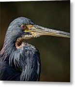 Tricolored Heron #12 Metal Print