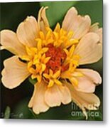 Zinnia From The Candy Mix #12 Metal Print