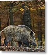 Big Wild Boar In Fall Forest Metal Print