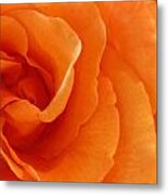 Roses #13 Metal Print