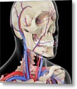 Vascular System Of Head #13 Metal Print