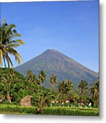 Indonesia, Bali, Rice Fields And #14 Metal Print
