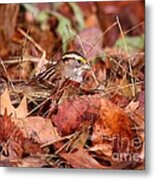 White-throated Sparrow #15 Metal Print
