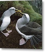 Buller's Albatrosses Courting Metal Print