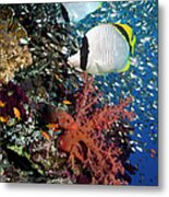 Coral Reef Scenery #17 Metal Print