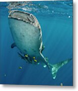 Whale Shark, Cenderawasih Bay, West #17 Metal Print
