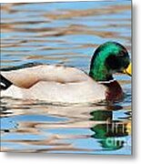 Mallard Duck #19 Metal Print